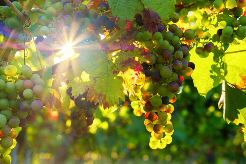 Sugestões para uma Páscoa em casa: Vinhos do Tejo para descobrir e apreciar com calma