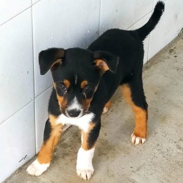 Este sábado é dia de adopção