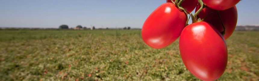 Reunião em Almeirim: Organizações de Produtores de Tomate para Indústria preensivas com escalada de preços