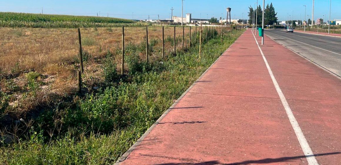 Dezenas de árvores cortadas na Circular Urbana de Almeirim (c/fotos)