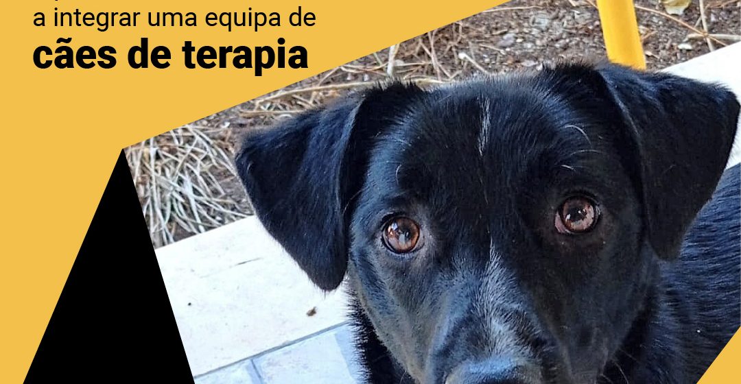 Cão adotado no CROAS integra equipa de cães de terapia