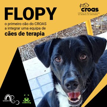 Cão adotado no CROAS integra equipa de cães de terapia