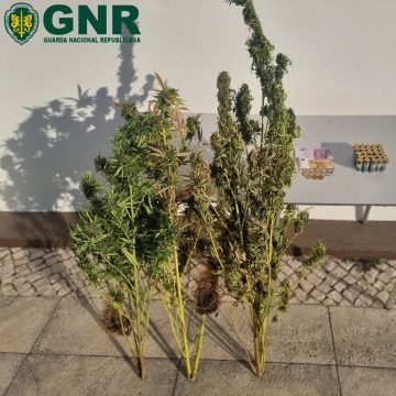 Traficante de droga detido pela GNR de Almeirim