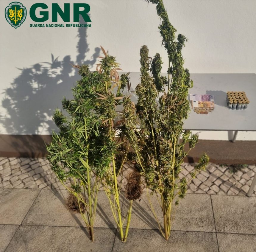 Traficante de droga detido pela GNR de Almeirim